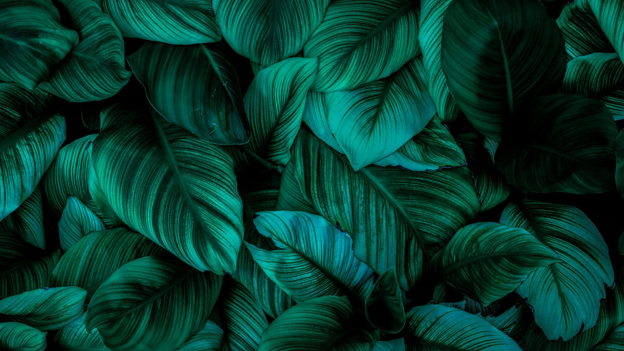 auth-background